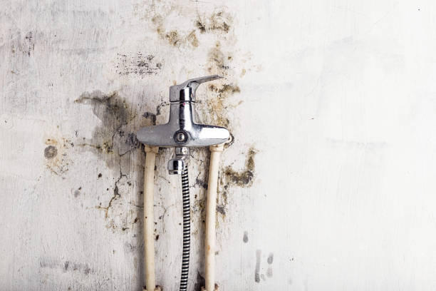 Best Commercial Mold Remediation in Jackson Center, OH
