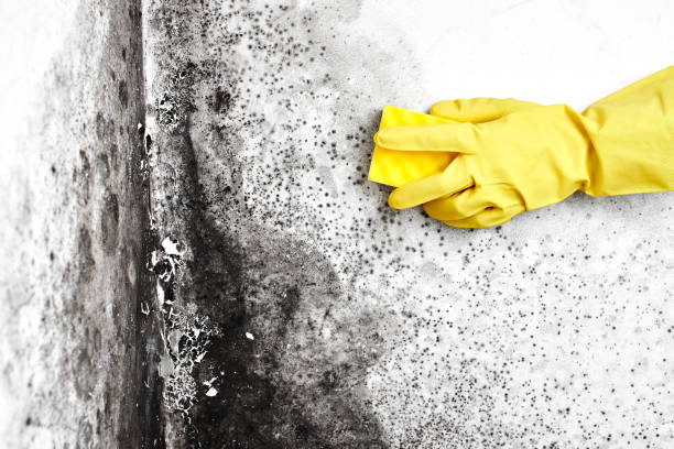 Best DIY Mold Remediation Support Services in Jackson Center, OH