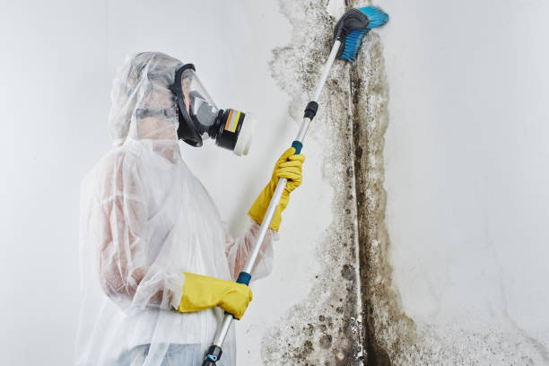 Trusted Jackson Center, OH Mold Remediation Experts