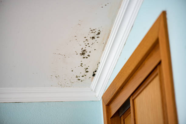 Best Insurance-Related Mold Remediation in Jackson Center, OH