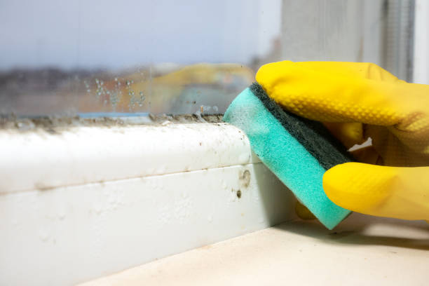 Best Basement Mold Remediation in Jackson Center, OH