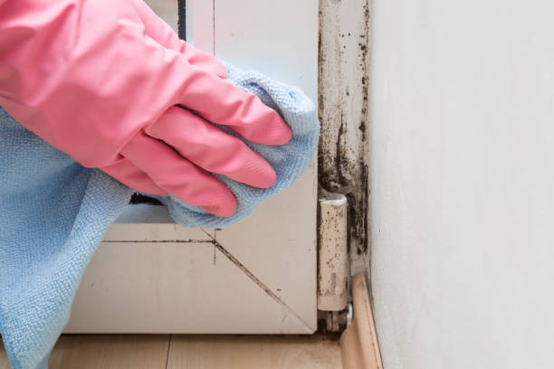 Best Localized Mold Remediation (e.g., coastal areas, humid climates) in Jackson Center, OH