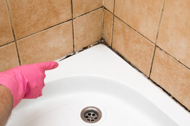 Best Mold Remediation for Schools in Jackson Center, OH